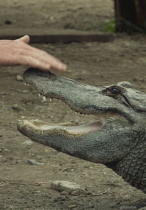 alligator gif funny|animated alligator pictures.